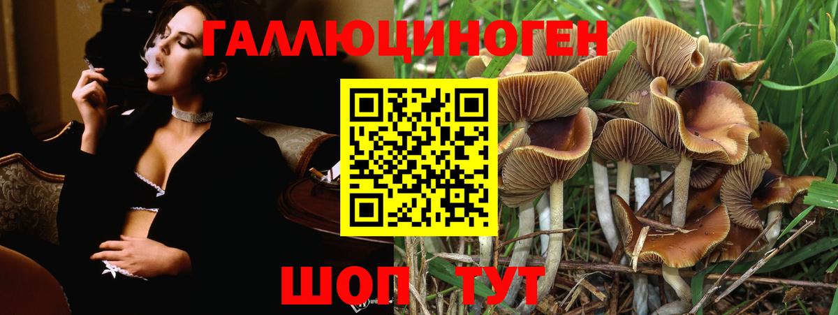 Новошахтинск  Псилоцибиновые грибы Cubensis  Вход с VPN 